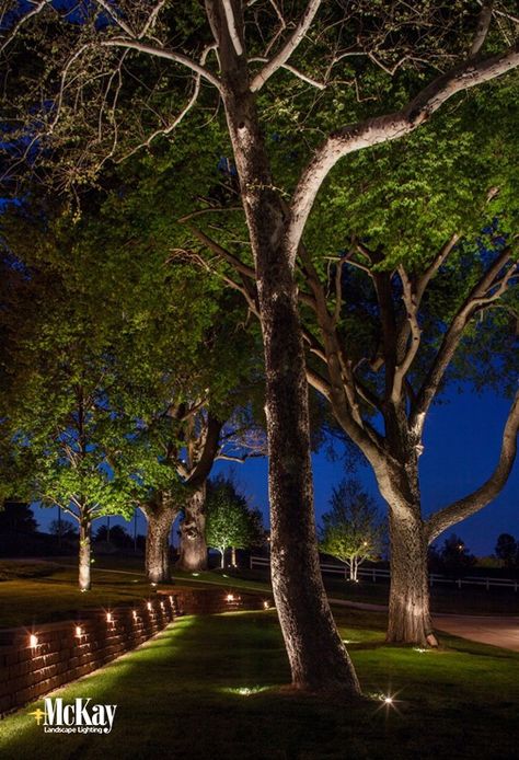 Tree Uplighting, Rustic Outdoor Lighting, Lighting Stores, Landscape Gardening, Scotland Landscape, Landscape Lighting Design, Patio String Lights, Outdoor Landscape Lighting, Backyard Lighting