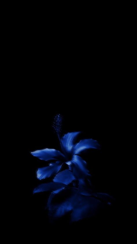 #monpremiershuffle #myfirstshuffle Blue Hibiscus Wallpaper, Flower Lockscreen, Hibiscus Wallpaper, Black Flowers Wallpaper, Plain Wallpaper Iphone, Flowers Black Background, Simplistic Wallpaper, Lily Wallpaper, Dark Blue Flowers