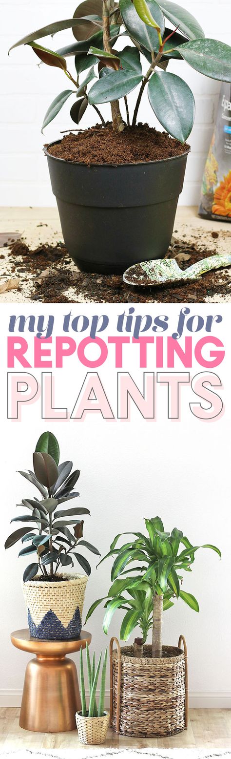 Can't wait to repot my plants! Harvest Rainwater, Replanting Succulents, Collecting Rainwater, Repotting Plants, Inside Plants, Web Images, House Plants Decor, Replant, Landscaping Tips