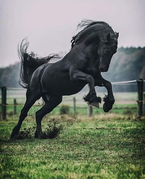 Beautiful Horses Photography, Rasy Koni, Black Horses, Most Beautiful Horses, Friesian Horse, Horse Drawings, All The Pretty Horses, Horse Equestrian, Animal Painting