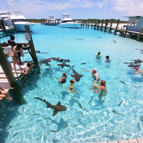 Top Things to do in Exuma: The Ultimate Guide Bahamas Travel Guide, Exuma Bahamas, Bahamas Travel, Sharks, Bahamas, Travel Guide, Things To Do, Swimming, Water