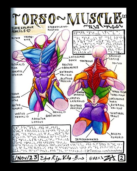 Torso Muscles 💪 TYPE SHI (I copied off of Pinterest, this is more of a study than anything. Only the lettering and composition is original. I am glad with how the colouring turned out tho) #torso #torsomuscles #muscle #muscles #anatomy #anatomyart #anatomystudy #skinned #fineart #artist #artwork #design #colouredpencils #colourpencil #typeshi Anatomy Muscles Study, Anatomy Labeled, Torso Muscles, Body Muscle Anatomy, Muscles Anatomy, Gluteus Medius, Muscle Anatomy, Type Shi, Anatomy Study