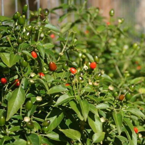 PRICES MAY VARY. 2 Chiltepin Pepper Plants, 4 to 8 Inch Tall Hot Chiltepin Pequin Pepper Live Plants, Chili Chiltepin Tepin Pepper Plant Seedlings, Hot Chiltepin Chili Pepper Plant for Planting These peppers are perennials if plant in Zones 9b, 10 and 11 Plant this pepper in the spring through late summer 2 Chiltepin Pepper Plants, 4 to 8 Inch Tall Hot Chiltepin Pequin Pepper Live Plants, Chili Chiltepin Tepin Pepper Plant Seedlings, Hot Chiltepin Chili Pepper Plant for Planting Chiltepin Pepper, Chili Pepper Plant, Pepper Plant, Plant Seedlings, Pepper Plants, Chili Pepper, Late Summer, Live Plants, Lawn Garden