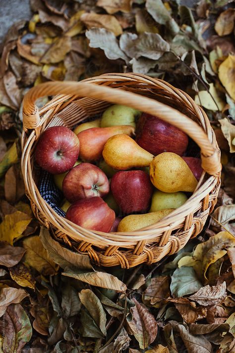 Fall Fruit Aesthetic, Autumn Fruits And Vegetables, Autumn Produce, Benelli M4, Southern Winter, Autumn Fruits, Autumn Fruit, Alphabet Challenge, Fall Produce