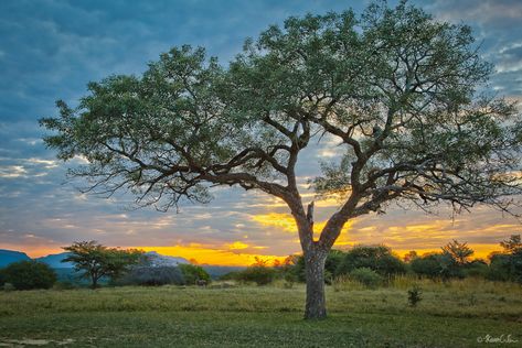 marula tree_2014_09_02 African Trees, Africa Trees, Marula Tree, South African Homes, African Tree, About Trees, African Home, Tree Identification, Baobab Tree