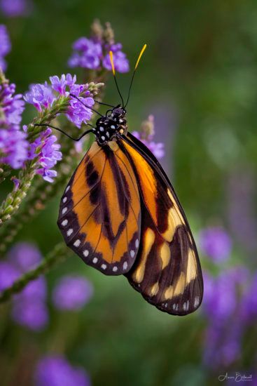 Triadic Color Scheme Photography, Triadic Colors, Tulips Images, Color Theory Art, Nature Background Images, Tertiary Color, Complimentary Color Scheme, Orange Butterfly, Orange Aesthetic