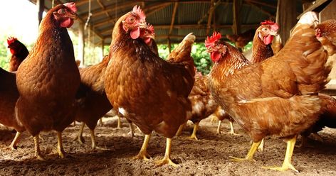 The Chicken Whisperer: tackling ammonia levels in backyard flocks | The Poultry Site https://thepoultrysite.com/articles/the-chicken-whisperer-tackling-ammonia-levels-in-backyard-flocks Meat Chickens Breeds, Antimicrobial Resistance, Chicken Images, Chicken Farmer, Dessert Fruit, Backyard Poultry, Backyard Flocks, Human Food, Chicken Breeds