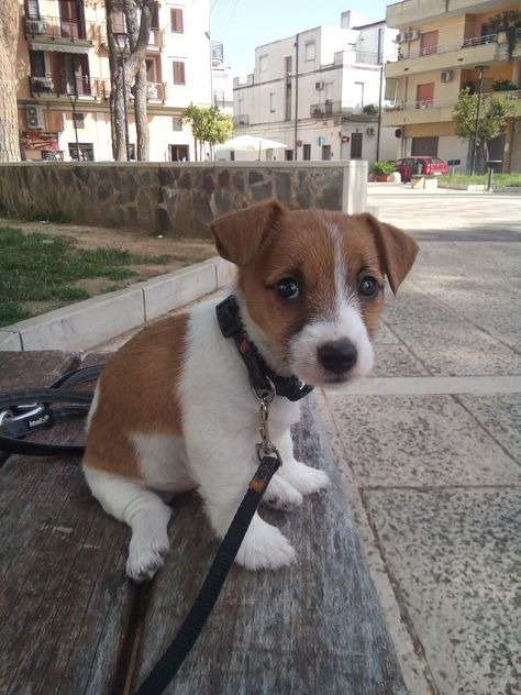 After 700 days at the shelter, an elderly dog finally got a new home and a new name! Jack Terrier, Puppies Cutest, Big Fluffy Dogs, Jack Russell Terrier Puppies, Jack Russell Puppies, Jack Russell Dogs, Psy I Szczenięta, Jack Russel, Fluffy Dogs