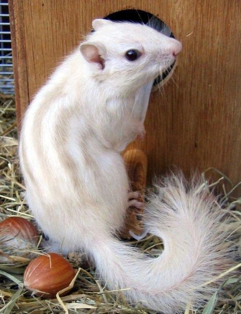 40 Incredibly Rare Photos Of Completely White Animals In The Wild Rare Albino Animals, Animals Crossing, Whitetail Bucks, Albino Animals, Beluga Whale, Animale Rare, Unusual Animals, Gerbil, Rare Animals