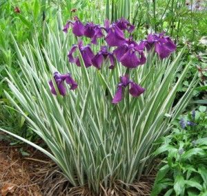 Japanese Iris, Patio Flowers, Rain Rain, Variegated Plants, Garden Journal, Plant List, Family Outdoor, Club Design, Back Garden