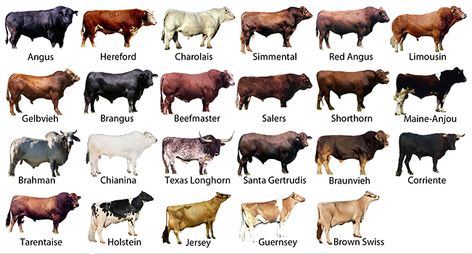 MARC Updates Across-Breed EPD Table - UF/IFAS Extension Jackson County Cattle Breeds Chart, Cow Breeds Chart, Micro Cow Breeds, Dairy Cow Breeds, Types Of Cows, Livestock Judging, Breeds Of Cows, Beef Cow, Raising Farm Animals