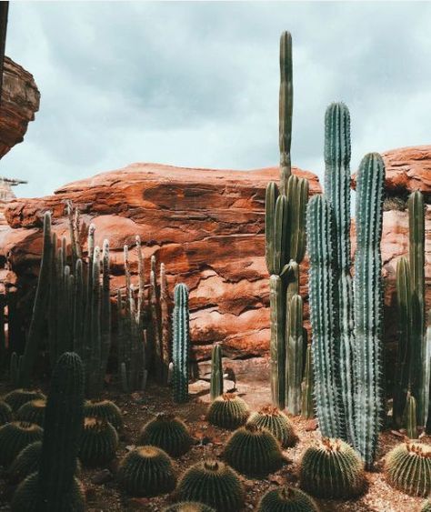 Wandering through the cactus filled desert. Desert Aesthetic, Into The West, Theme Nature, Desert Dream, Desert Vibes, Cactus Garden, Desert Landscaping, In The Desert, Pretty Places