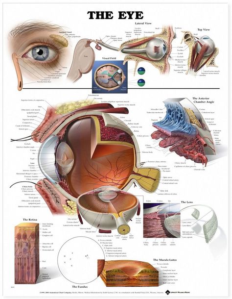 The Eye And Vision Anatomy Worksheet Answers — excelguider.com Eye Anatomy Diagram, Iridology Chart, Cow Eyes, Eye Anatomy, Eye Facts, Eye Doctor, Human Eye, Anatomy And Physiology, Anatomy Art