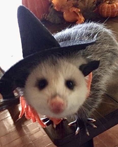 Witch Possum A Ferret, Ferret, Twitter