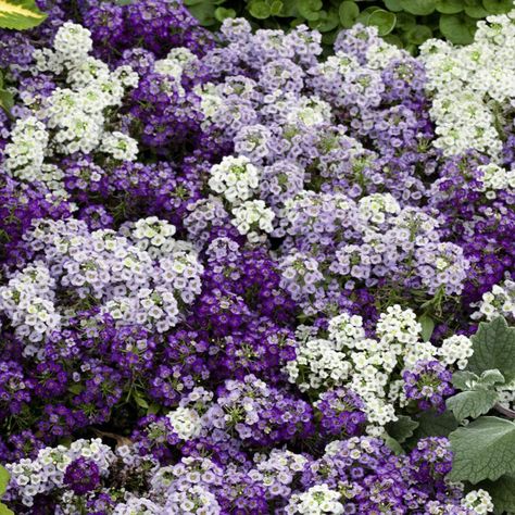 Sweet Alyssum Flower, Periwinkle Ground Cover, Alyssum Flower, Purple Flower Garden, Alyssum Flowers, Sweet Alyssum, Purple Flowers Garden, Clover Seed, Spring Planting