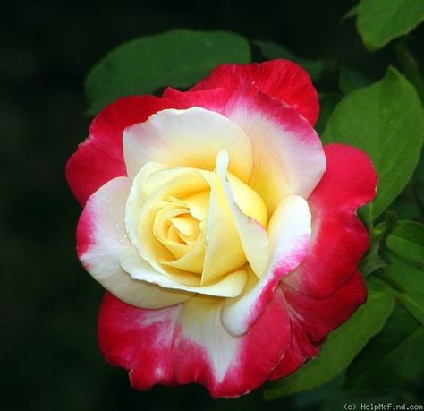 'Double Delight ' Rose Photo Double Delight Rose, Roses Only, Rose Photo, Hybrid Tea Roses, Rose Photos, Beautiful Rose Flowers, Tea Roses, All Flowers, Exotic Flowers