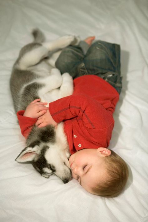 These Baby Pics Confirm Animals Are The Absolute Cutest Nap Buddies | HuffPost Life Puppy Husky, Love My Dog, A Husky, Husky Puppy, Backstreet Boys, Baby Dogs, 귀여운 동물, Cuteness Overload, Animals Friends