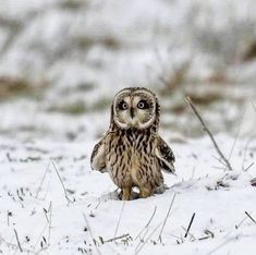 Snow Owl, Owl Photos, Owl Pictures, Beautiful Owl, Owl Lovers, Baby Owls, Owl Art, Cute Owl, Cute Animal Pictures