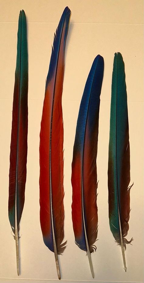 Ombre Feathers, Set of 4  Iridescent Scarlet Macaw Long Tail Feather SetRare. Naturally Moulted, Ethically Sourced From our own Parrots. Feather Aesthetic, Big Sketchbook, Aztec Headdress, Macaw Feathers, Parrot Feather, Scarlet Macaw, Inktober 2024, Visual Library, Hollywood Homes