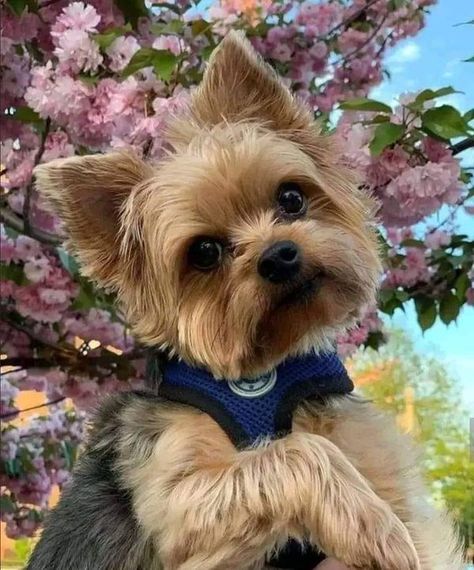 Barbra Gonzalez Yorkie Painting, Yorkie Haircuts, Cute Puppies Videos, Puppies Videos, Puppy Videos, Yorkie Terrier, Yorkie Lovers, Cavapoo Puppies, Cutest Puppy