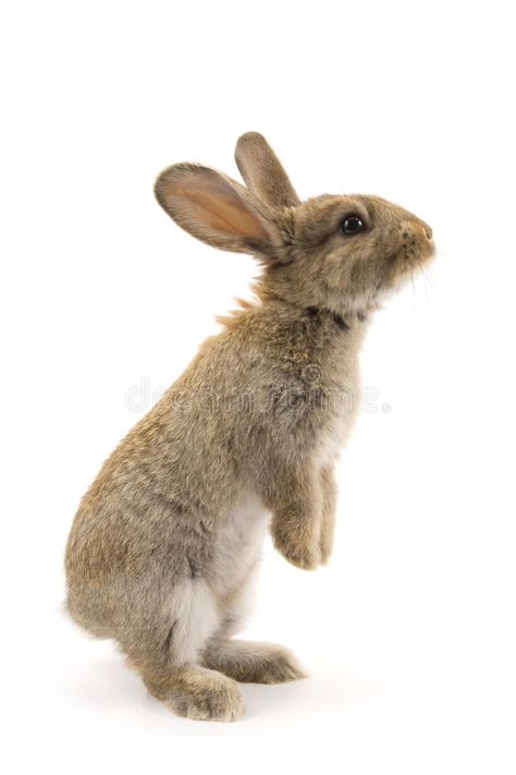 Adorable rabbit isolated on white. Adorable rabbit isolated on a white backgroun , #AFF, #rabbit, #Adorable, #isolated, #background, #white #ad Rabbit Jumping, Wild Bunny, Bunny Sketches, Rabbit Pictures, Wild Rabbit, Bunny Drawing, Cute Small Animals, Cute Hamsters, Rabbit Cartoon