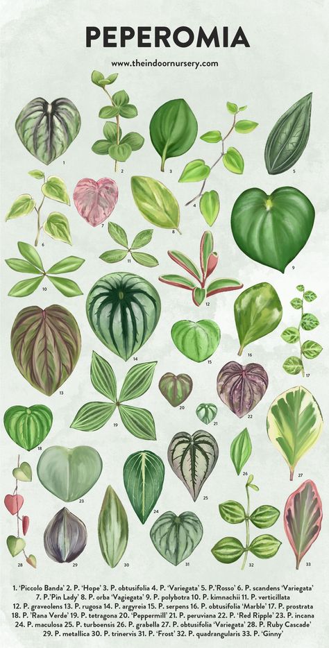 Indoor Plant Varieties, House Plant Poster, Plant Families Chart, Pilea Plant Varieties, Types Of Peperomia Plants, Peperomia Plant Varieties, Indoor Plant Identification, Pretty Plants Aesthetic, Philodendron Plant Varieties