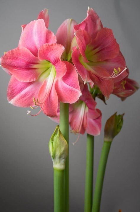 Amaryllis Bulbs | Item # 7074 Rosalie | For Sale - Colorblends® Amaryllis Arrangement, Amaryllis Plant, Anthurium Flower, Amaryllis Flowers, Amaryllis Bulbs, Lily Plants, Flower Meanings, Flower Care, Winter Flowers