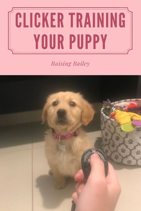 Best Puppy Training Treats, How To Clicker Train Your Dog, Clicker Training Dog, Clicker Training Puppy, Dog Tricks Easy, Puppy Training Treats, Dog Clicker Training, Stop Dog Barking, Dog Training Treats