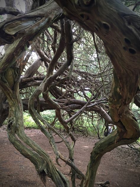 Ancient Yew Trees of Kingley Vale, Sussex – Herbidacious Ancient Yew Tree, Hidden Forest, Yew Wood, South Downs, Sea Serpent, William The Conqueror, Ancient Tree, East Sussex, Growing Tree