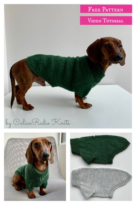 Portland Raglan Dog Sweater Free Knitting Pattern and Video Tutorial Knitting Patterns Free Scarf Cowls, Knitting Patterns Hats Women, Sweater Free Knitting Pattern, Knitted Dog Sweater Pattern, Knitting Patterns Free Dog, Dog Sweater Crochet Pattern, Easy Knitting Patterns Free, Dog Sweater Pattern, Knitting Patterns Free Blanket