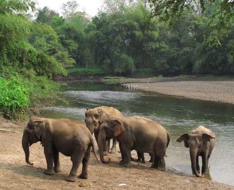 Elephant Camp, Thailand Elephants, Elephant Images, Biggest Elephant, Elephants Photos, Elephant Sanctuary, Elephant Love, Majestic Animals, Sea Animals