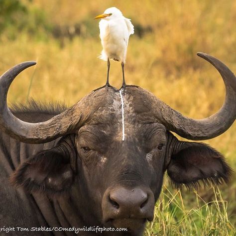 Special relationship #cwpa #comedywildlife #comedy #animals #funny #buffalo Funny Animal Fails, Comedy Wildlife Photography, Animal Fails, Photo Animaliere, Wildlife Pictures, Funny Animal Photos, Mule Deer, Animal Antics, Steve Harvey