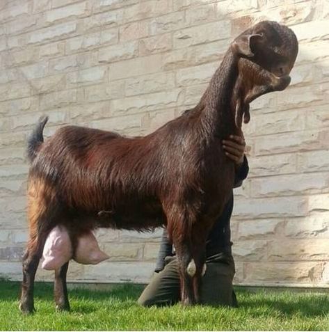 This is a Damascus goat. Damascus Goat, Cute Animals Wallpaper, Roman Nose, Miniature Cows, Kangal Dog, Raising Farm Animals, Milk Production, Goat Farming, Weird Animals