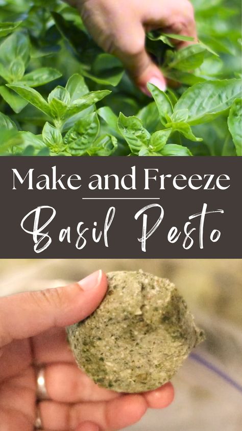 Basil pesto is a delicious Italian spread/sauce made out of fresh basil, olive oil, garlic, nuts, and parmesan cheese. This recipe is a great way to use up basil if you have an abundance in the garden like I do. I’m also going to share how I freeze pesto in small portions, so I can use it through the winter when fresh basil is just a summer memory. Basil Freezing, Basic Grilled Cheese, Preserving Basil, Freezing Pesto, Fresh Basil Recipes, Basil Soda, Basil Lemonade, Basil Pesto Recipes, Freezing Herbs