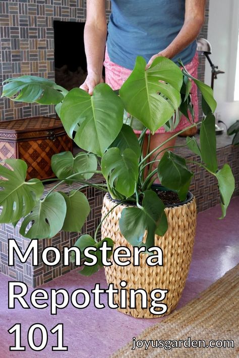 Splitting Monstera Deliciosa, Monstera Plant Hacks, Monstera Potting Soil, How To Separate Monstera Plant, How To Repot Monstera Deliciosa, Plant Stand Monstera, When To Repot Monstera Plant, Best Pot For Monstera, Monstera Plant Repotting