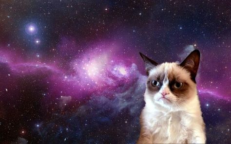 Grumpy Cat Galaxy!!! Cat Meme Wallpaper, Grumpy Cat Meme, Gatos Cool, Funny Cat Wallpaper, Galaxy Cat, Cat Background, Grumpy Cat Humor, Banda Aceh, Cat Meme