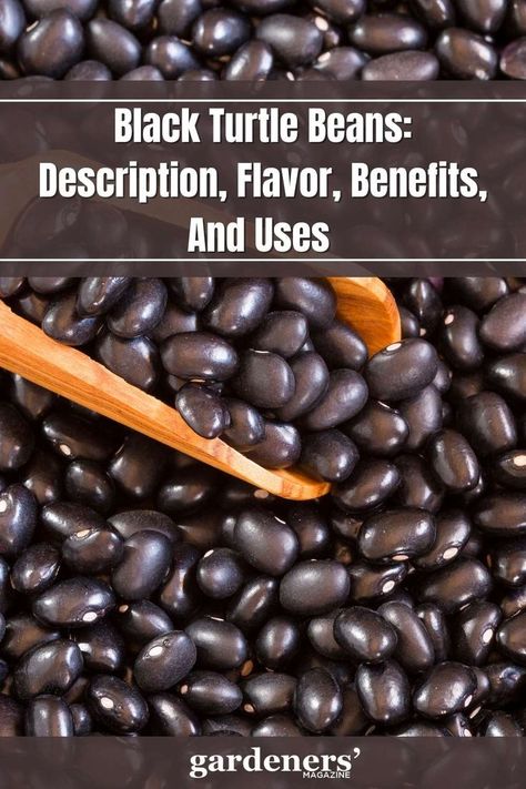 Black Turtle Beans: Description, Flavor, Benefits, And Uses Turtle Beans Recipe, Black Turtle Beans Recipes, Beans Benefits, Black Turtle Beans, English Dishes, Black Bean Recipes, Hearty Stews, Garden Guide, Veg Recipes