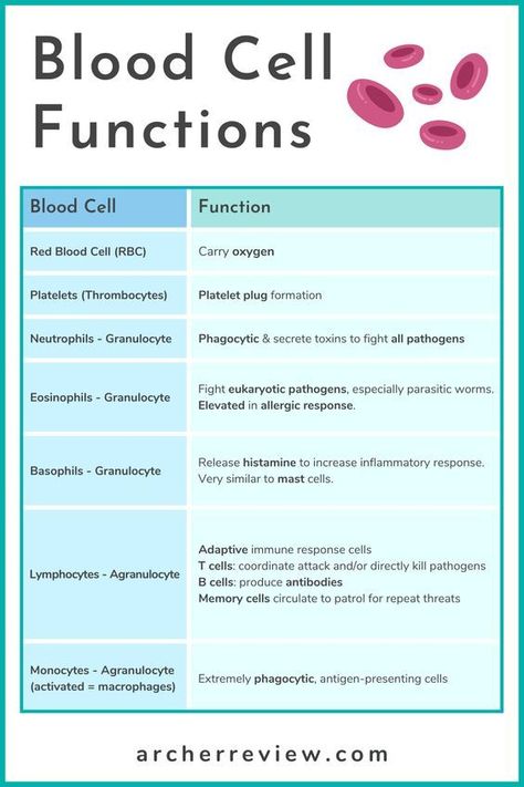 Nursing Information, Nursing School Essential, Nursing School Motivation, Basic Anatomy And Physiology, Nurse Study Notes, Nursing Student Tips, Medical Student Study, Nursing School Survival, Nursing School Studying