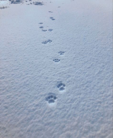 Snow Footprints, Animals In Winter, Cat Snow, Iphone Customization, Cat Footprint, Winter Poster, Snow Wolf, Animal Footprints, Snow Animals