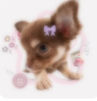 Here are some cute websites 4 U <3 Cute Dog Icon, Dog Pfps, Cute Dog Pfp, Puppy Icon, Cute Websites, Puppy Kawaii, Pfp Dog, Dogs Icon, Dog Kawaii