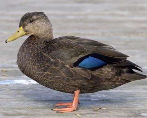 American Black Duck - seen at Dyke Marsh Wildlife Preserve in Alexandria in August Waterfowl Taxidermy, Duck Pictures, Black Duck, Water Birds, Common Birds, Most Beautiful Birds, Save The Duck, Game Birds, A Duck