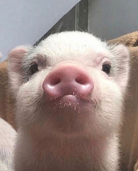 Teacup Pigs, Pig Pictures, Cute Piglets, Animal Babies, Baby Farm Animals, Funny Pigs, Mini Pigs, Cute Piggies