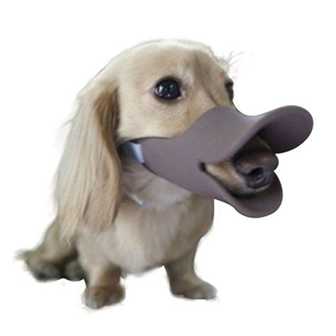 Dog Costumes - NACOCO Anti Bite Duck Mouth Shape Dog Mouth Covers Anticalled Muzzle Masks Pet Mouth Set Biteproof silicone material Coffee L * Details can be found by clicking on the image. (This is an Amazon affiliate link) Dog And Duck, Dog Muzzle, Dog Shaming, Duck Face, Dog Care Tips, Dog Costumes, Pet Costumes, Puppy Training, Small Dog