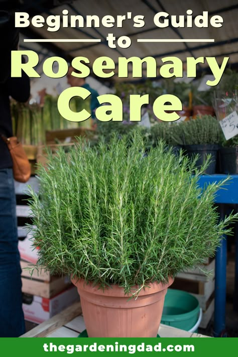 Rosemary Care, Rosemary From Seed, Rosemary Plant Care, How To Grow Rosemary, Grow Rosemary, Growing Herbs Indoors, Rosemary Herb, Small Herb Gardens, Growing Rosemary