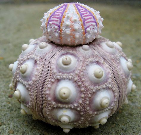 The little Sea Urchin on top is quite unusual. It was discovered by a research vessel near New Caledonia at a depth of 1000 ft. Fractals In Nature, Weird Sea Creatures, Creature Marine, Underwater Creatures, Underwater Life, Sea Urchin, Beautiful Sea, Weird Creatures, Ocean Creatures