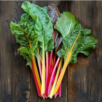 Chard Seed - Certified Organic Non-GMO Seed from High Mowing Organic Seeds Rainbow Swiss Chard, Beta Vulgaris, Spring Crops, Rainbow Chard, Easy Vegetables To Grow, Beet Greens, Seed Pack, Leafy Vegetables, Plant Spacing