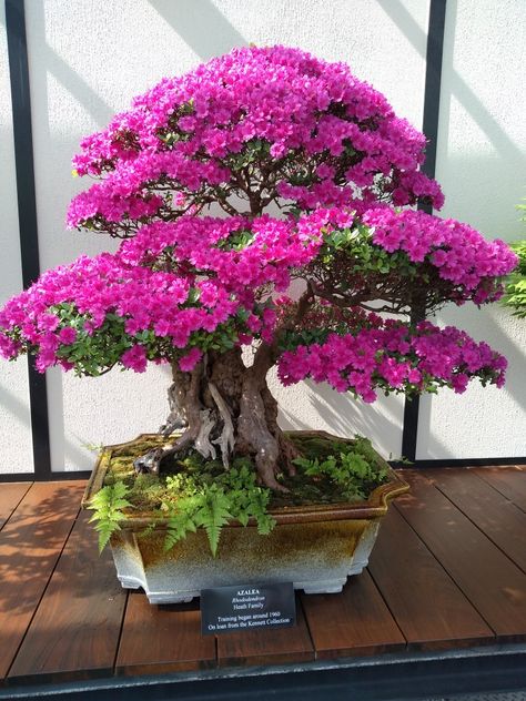 Garden Bonsai Tree, Bougainvillea Bonsai, Japanese Bonsai Tree, Bonsai Forest, Bonsai Tree Types, Bonsai Tree Care, Bonsai Soil, Bonsai Seeds, Bonsai Styles