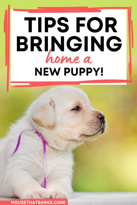 new puppy tips, new puppy training, bringing home a new puppy New Puppy Tips, New Puppy Checklist, Puppy Tips, Home Lab, Puppy Time, Puppies Tips, Puppy House, Lab Puppy, Dog Brain