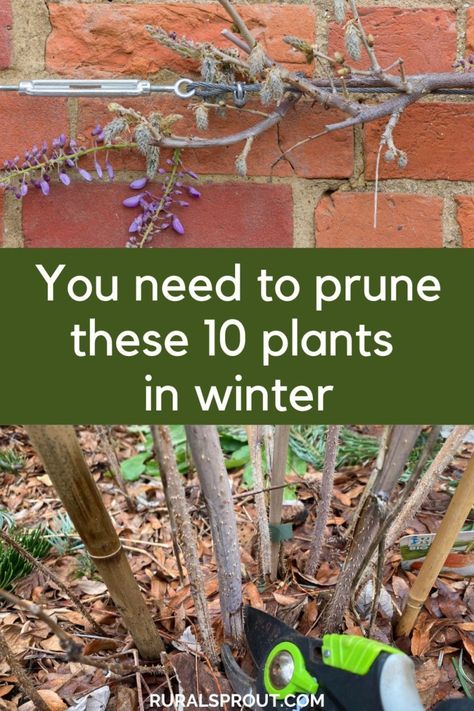 10 Common Plants That Need Winter Pruning Pruning Bushes, Witchy Mansion, Trees For Backyard, Winter Wonderland Ideas, Growing Peach Trees, Trees For Small Gardens, Winter Garden Ideas, Backyard Orchard, Pruning Trees