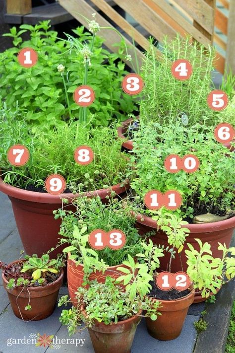 Herb Container Garden, Herbs To Plant, Herb Container, Gemüseanbau In Kübeln, Container Herb Garden, Herb Containers, Types Of Herbs, Survival Gardening, Perennial Herbs